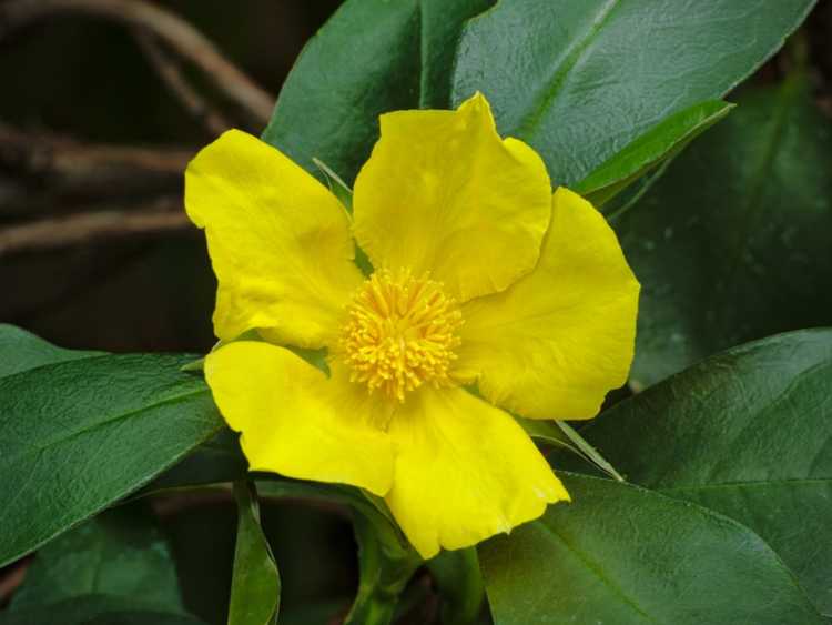 You are currently viewing Entretien des plantes Hibbertia Guinée – Conseils pour cultiver des fleurs d'Hibbertia