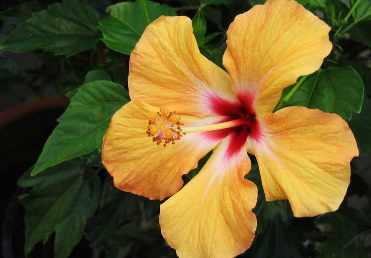 You are currently viewing Comment prendre soin des plantes d'hibiscus