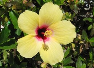 Lire la suite à propos de l’article Exigences de lumière pour l'hibiscus – De quelle quantité de lumière un hibiscus a-t-il besoin