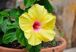 Lire la suite à propos de l’article Entretien des contenants d'hibiscus : Cultiver de l'hibiscus tropical dans des contenants