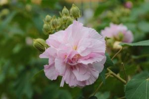 Lire la suite à propos de l’article L'hibiscus peut-il changer de couleur : raisons pour lesquelles l'hibiscus prend une couleur différente