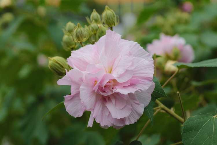 You are currently viewing L'hibiscus peut-il changer de couleur : raisons pour lesquelles l'hibiscus prend une couleur différente