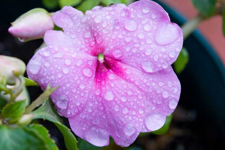 You are currently viewing Besoins en eau des Impatiens – Apprenez à arroser les plantes Impatiens