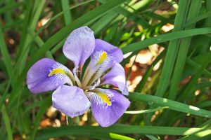 Lire la suite à propos de l’article Info sur l'iris algérien : Apprenez à faire pousser une fleur d'iris algérien