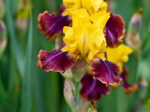 Lire la suite à propos de l’article Conseils pour la replantation et la division des iris barbus