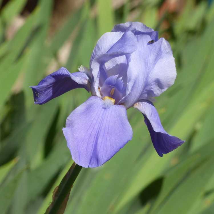 You are currently viewing Changement de couleur dans les iris : pourquoi une plante d'iris change de couleur