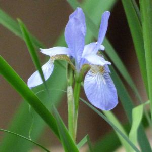 Lire la suite à propos de l’article Différencier les fleurs d'iris : découvrez les iris drapeau et les iris de Sibérie