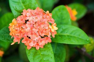 Lire la suite à propos de l’article Comment obtenir des fleurs d'Ixora : méthodes pour faire fleurir Ixoras