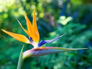 Lire la suite à propos de l’article L'oiseau de paradis doré de Mandela – Comment faire pousser une plante dorée de Mandela