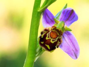 Lire la suite à propos de l’article Que sont les orchidées abeilles : informations sur la fleur d'orchidée abeille