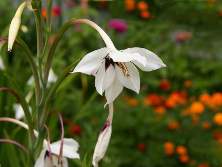 You are currently viewing Guide de plantation d'orchidées paon : conseils pour cultiver des orchidées paon