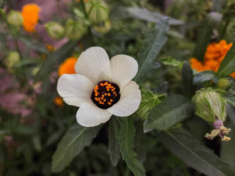 You are currently viewing Informations sur Flower Of An Hour : Conseils pour faire pousser Flower Of An Hour