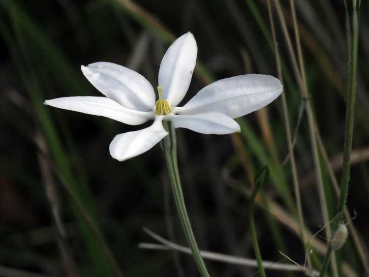 Lire la suite à propos de l’article Cultiver des étoiles mexicaines : que sont les fleurs d'étoiles mexicaines