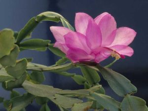 Lire la suite à propos de l’article Flétrissement des fleurs sur les cactus de Noël : réparer les fleurs de cactus de Noël flétries