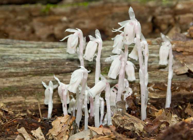 You are currently viewing Photosynthèse des plantes blanches : comment les plantes qui ne sont pas vertes photosynthétisent