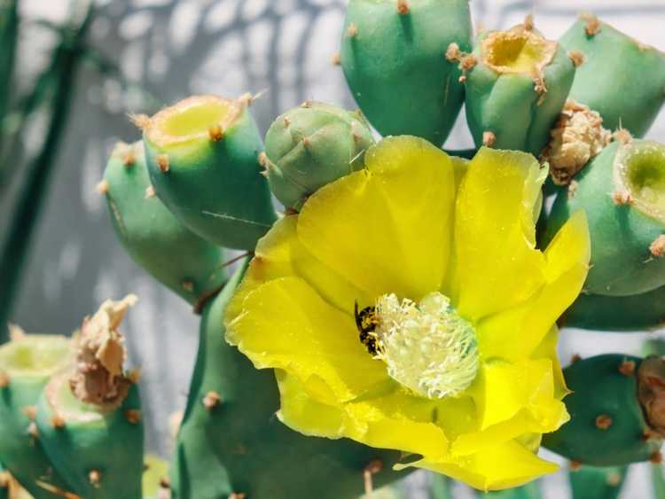 You are currently viewing Informations sur les figues de Barbarie sans épines – Conseils pour la culture des figues de Barbarie Ellisiana