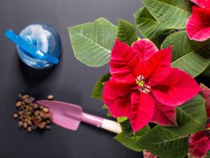 Lire la suite à propos de l’article Arroser les plantes de poinsettia : comment arroser une plante de poinsettia