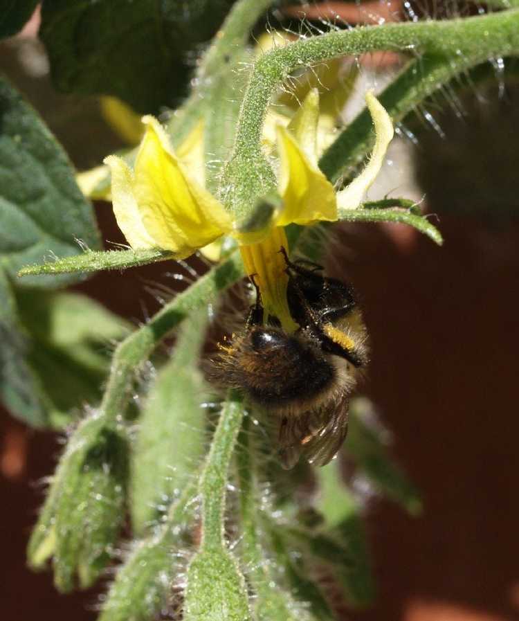 Lire la suite à propos de l’article Apprenez-en davantage sur le processus de pollinisation et les plantes qui ont besoin de pollinisateurs
