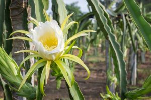 Lire la suite à propos de l’article Mon Pitaya ne fleurit pas : pourquoi les fleurs ne se forment pas sur les plantes Pitaya