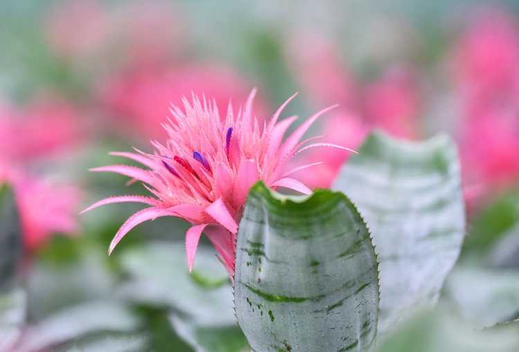 You are currently viewing Informations sur les broméliacées Aechmea – Comment faire pousser des broméliacées Aechmea