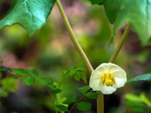 Lire la suite à propos de l’article Fleurs sauvages tolérantes à l'ombre – Cultiver des fleurs sauvages à l'ombre