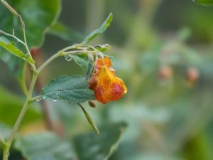 Lire la suite à propos de l’article Culture de Jewelweed : Comment planter de la Jewelweed dans le jardin