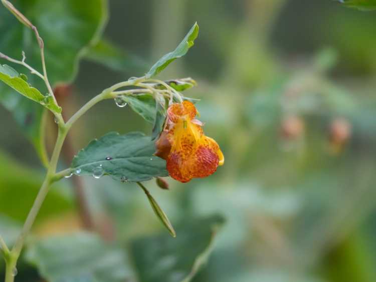 You are currently viewing Culture de Jewelweed : Comment planter de la Jewelweed dans le jardin