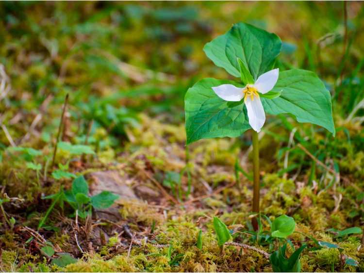 Lire la suite à propos de l’article Trille de fleurs sauvages – Cultiver du trille et prendre soin des fleurs de trille