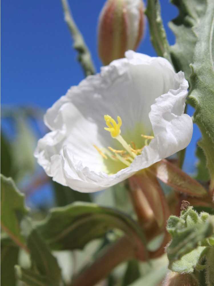 Lire la suite à propos de l’article Soin de l'onagre touffetée – Cultiver des fleurs sauvages d'onagre