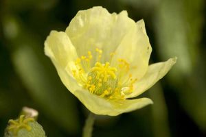 Lire la suite à propos de l’article Informations sur le pavot alpin : informations sur la culture des coquelicots enracinés