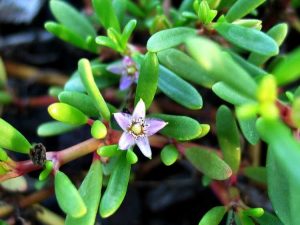 Lire la suite à propos de l’article Faire fleurir une plante succulente : pourquoi ma plante succulente ne fleurit-elle pas