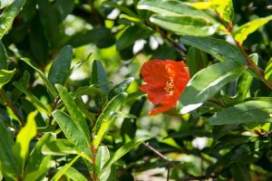 Lire la suite à propos de l’article Pourquoi les fleurs de grenade tombent : que faire pour laisser tomber des fleurs sur une grenade