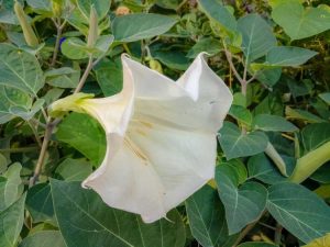 Lire la suite à propos de l’article À propos des plantes Datura – Apprenez à cultiver la fleur de trompette Datura