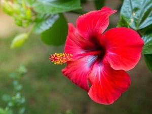 Lire la suite à propos de l’article Plantes tropicales en plein soleil – Cultiver des plantes tropicales dans les zones ensoleillées