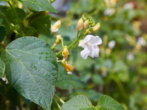 Lire la suite à propos de l’article Pas de fleurs de haricot : comment faire fleurir une plante de haricot