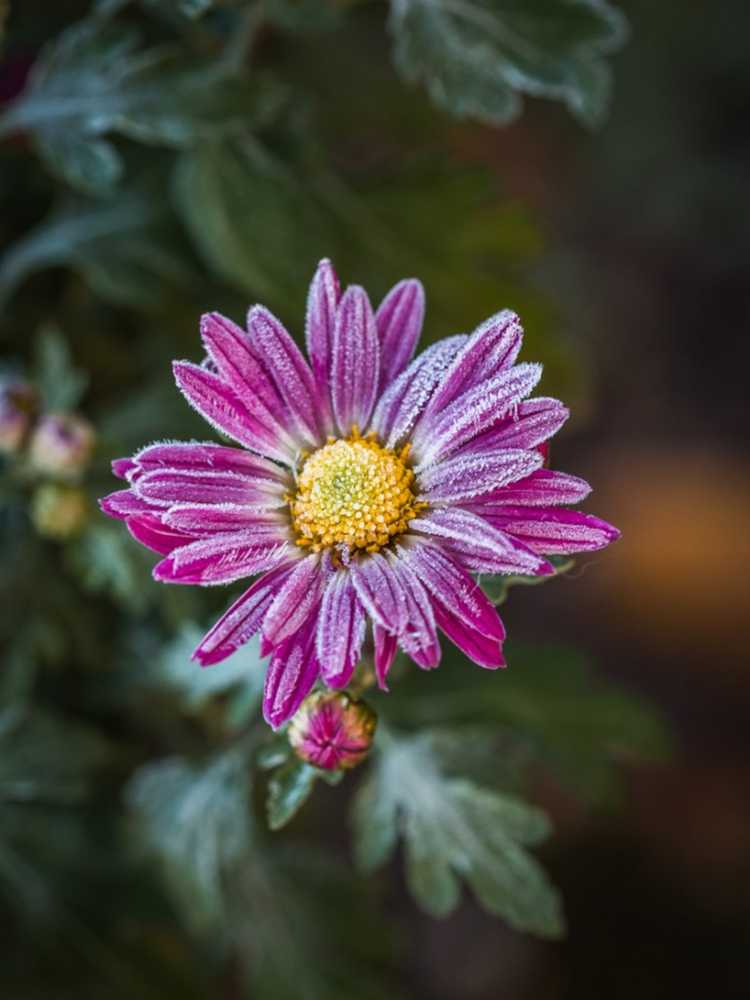 Lire la suite à propos de l’article Plantes vivaces rustiques : meilleures plantes pour les régions froides