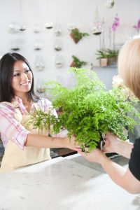 Lire la suite à propos de l’article Choisir des plantes saines : comment savoir si une plante est saine