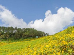 Lire la suite à propos de l’article De belles idées d’aménagement paysager à flanc de colline nécessitant peu d’entretien