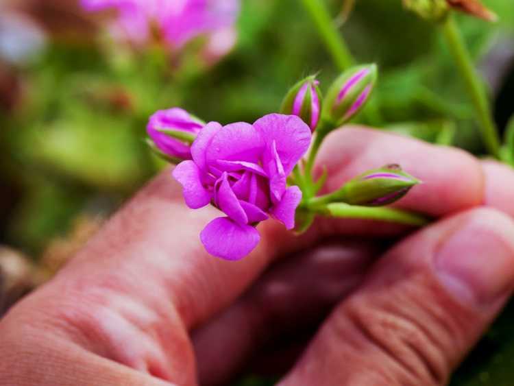 You are currently viewing Pincer les plantes pour une meilleure croissance et plus de fleurs