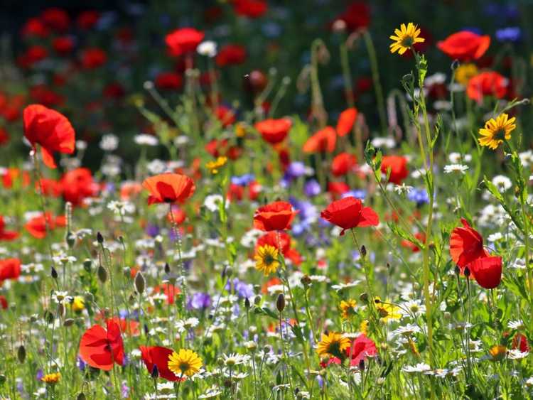 You are currently viewing Plantez des graines de fleurs sauvages à l’automne pour un superbe affichage printanier