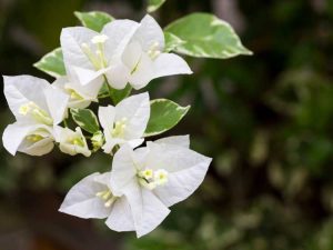 Lire la suite à propos de l’article Plantes annuelles blanches : 10 annuelles avec des fleurs et un feuillage blancs frais