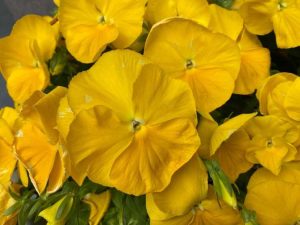 Lire la suite à propos de l’article Annuelles à floraison jaune – Cultiver des annuelles jaune vif