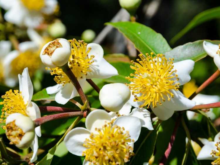 Lire la suite à propos de l’article Informations sur l'arbre Calophyllum : En savoir plus sur la culture de l'arbre à feuilles de beauté