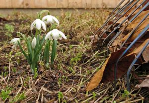 Lire la suite à propos de l’article Temps de nettoyage de printemps : quand commencer le nettoyage de printemps du jardin