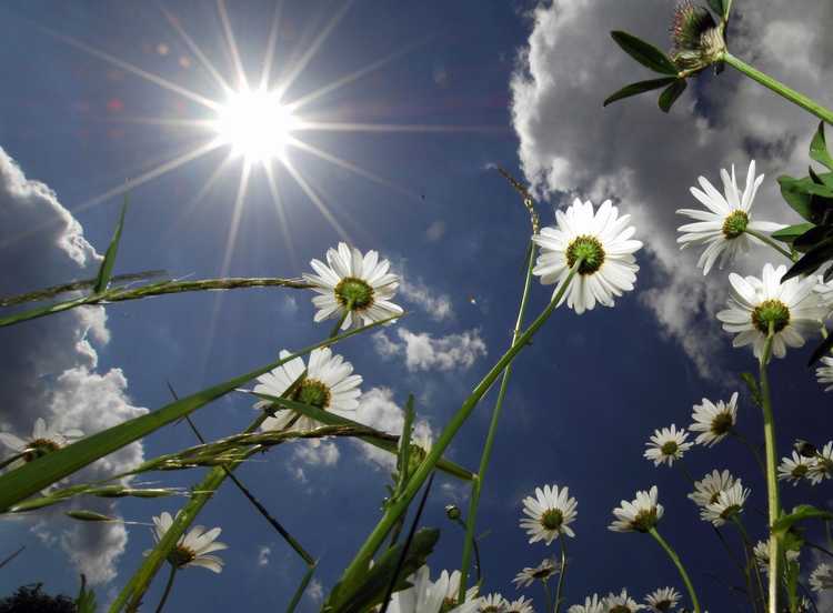 You are currently viewing Plantes en plein soleil – Plantes qui se portent bien au soleil direct