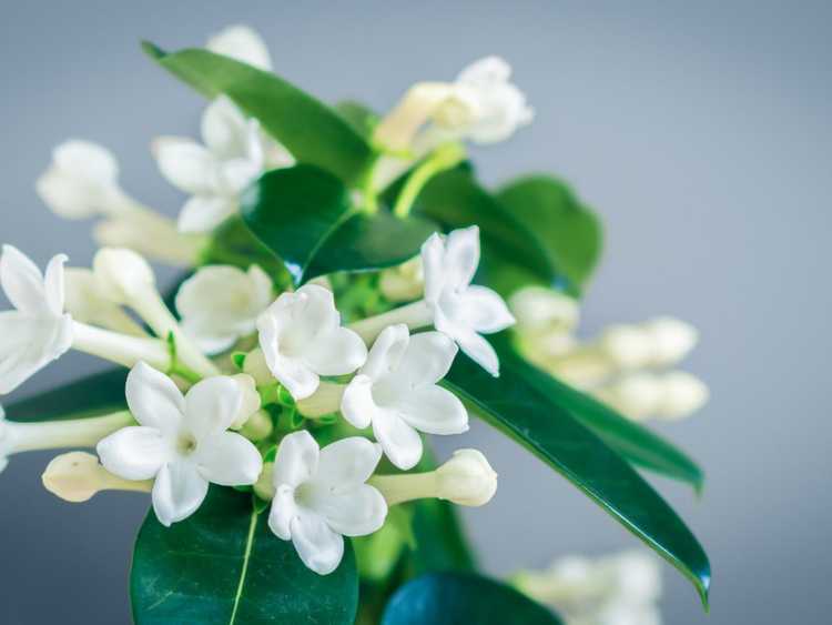 You are currently viewing Entretien des plantes Stephanotis : Cultiver et entretenir les fleurs de Stephanotis