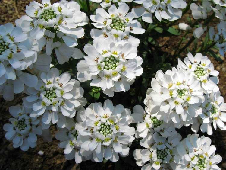 Lire la suite à propos de l’article Cultiver du Candytuft : la fleur de Candytuft dans votre jardin