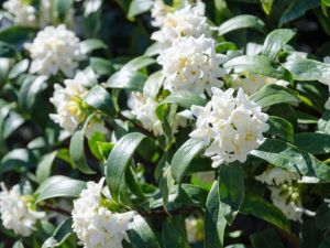 Lire la suite à propos de l’article Pas de fleurs sur les plantes Daphné – Raisons pour lesquelles Daphné ne fleurit pas