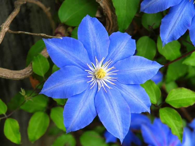 You are currently viewing Gardens Of Blue : Concevoir un aménagement de jardin de couleur bleue