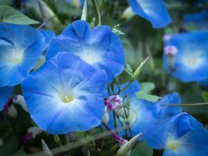 Lire la suite à propos de l’article Cultiver des gloires du matin : comment faire pousser des fleurs de gloire du matin